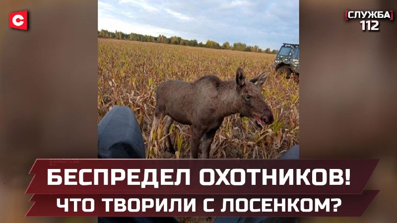 Фото поста канала  СТВ | Новости Беларусь