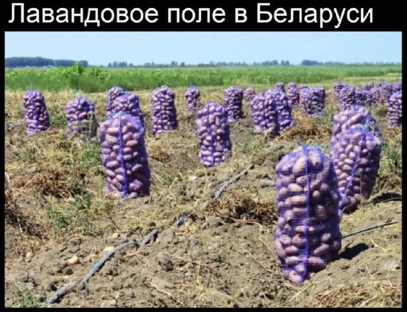 Фото поста канала Анекдоты | Мемы | Юмор 🍒