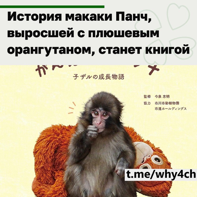 Фото поста канала 4ch