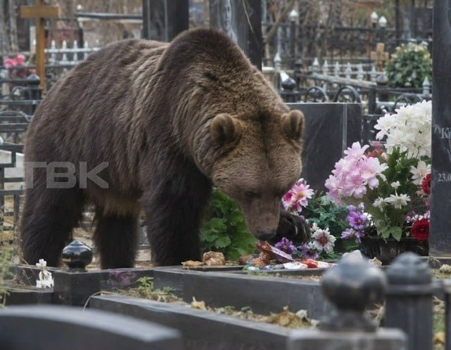 Фото поста канала  ТВК