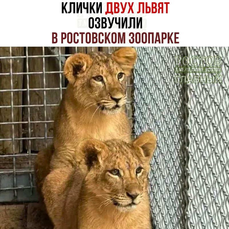 Фото поста канала  Ростов Главный новости