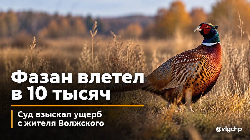 Фото поста канала  Волгоград