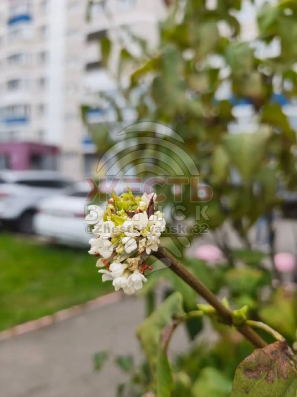 Фото поста канала  Жесть Брянск