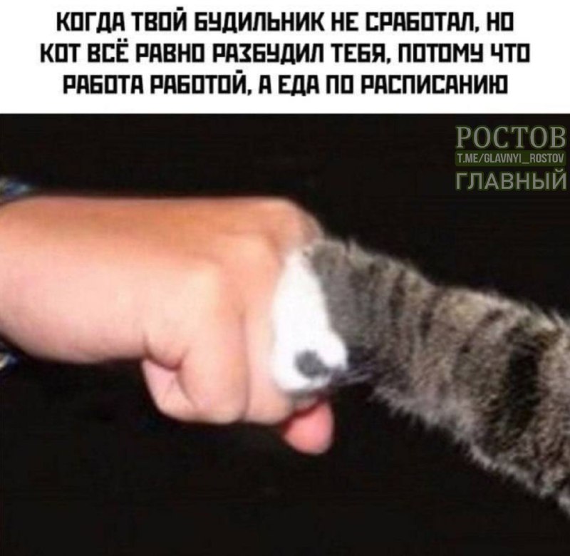 Фото поста канала  Ростов Главный новости