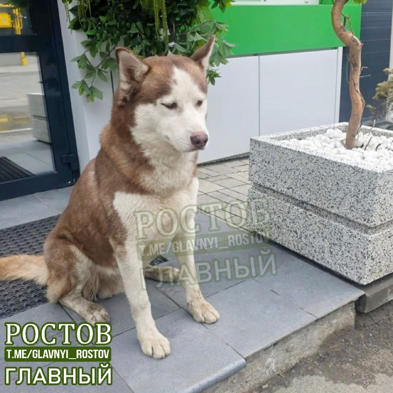 Фото поста канала  Ростов Главный новости