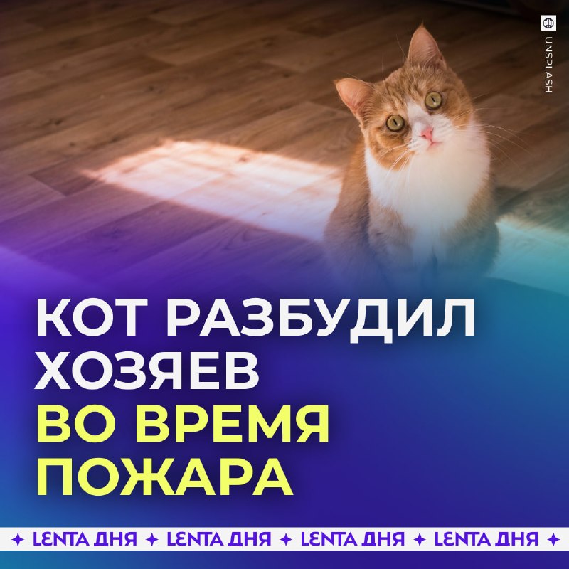 Фото поста канала Лента дня