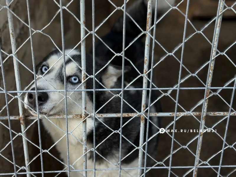 Фото поста канала  Белгород Новости