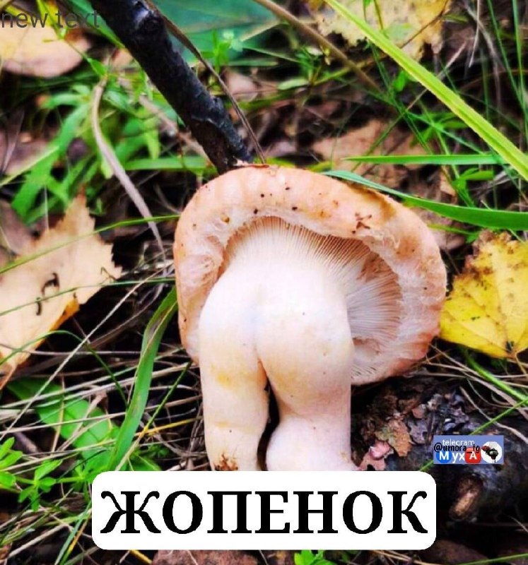 Фото поста канала Саваничи