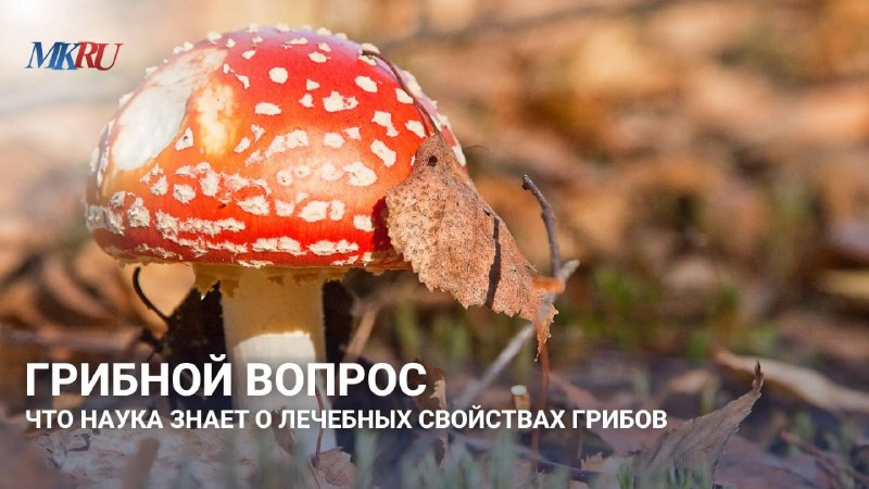 Фото поста канала  Московский комсомолец: главное сегодня