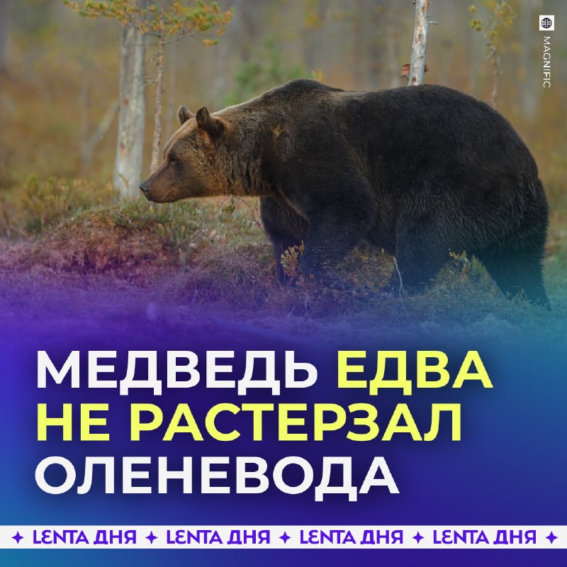 Фото поста канала Лента дня