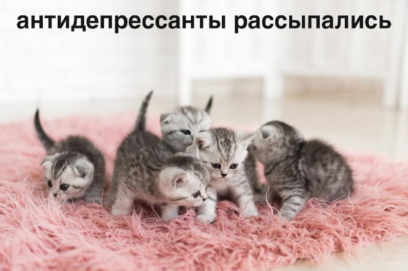 Фото поста канала  Трендач