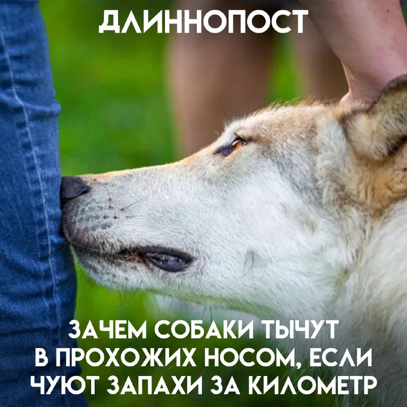 Фото поста канала Пикабу