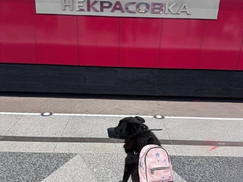 Фото поста канала  ЮВАО сейчас | Москва