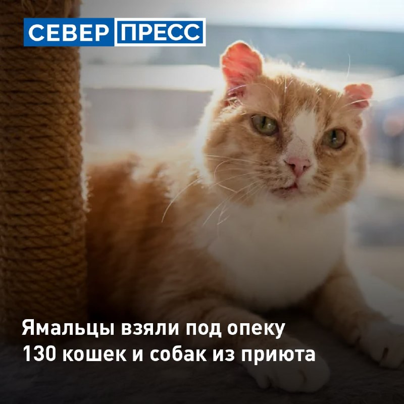 Фото поста канала  Мониторинг 89 Ямало-Ненецкий АО