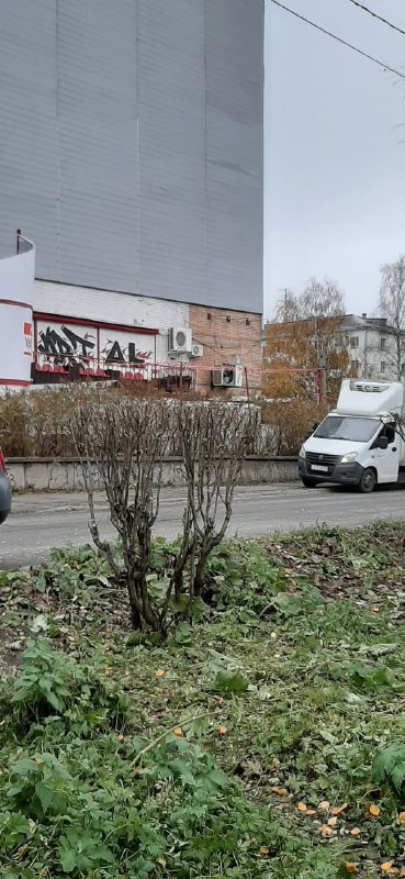 Фото поста канала  Экология Поморья. Северо-Запад