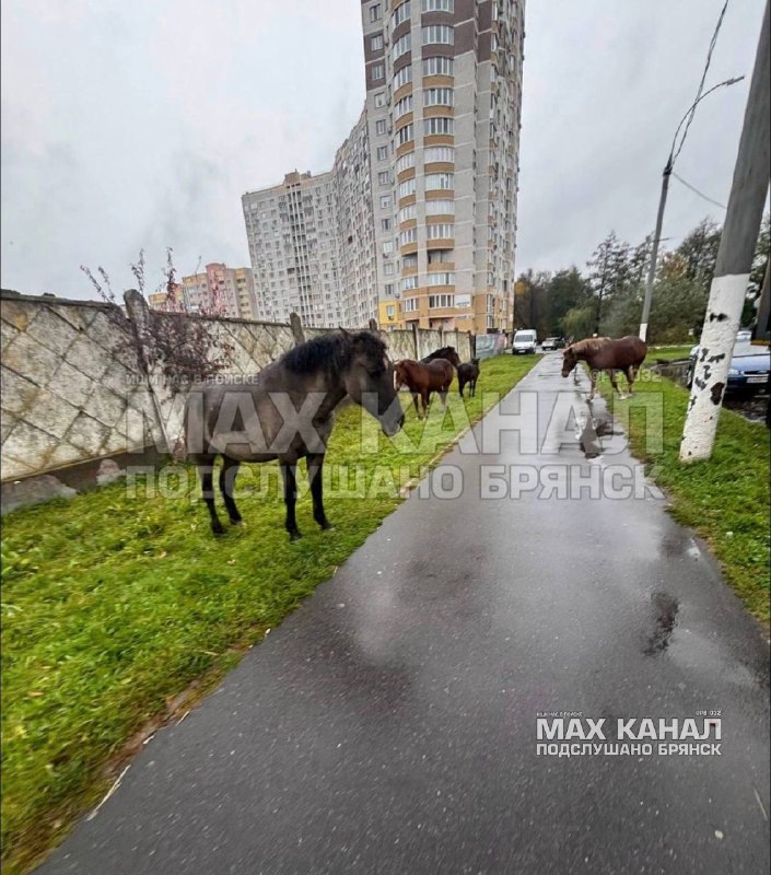 Фото поста канала  ПОДСЛУШАНО БРЯНСК