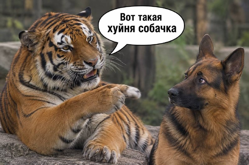 Фото поста канала  Не казните гонца