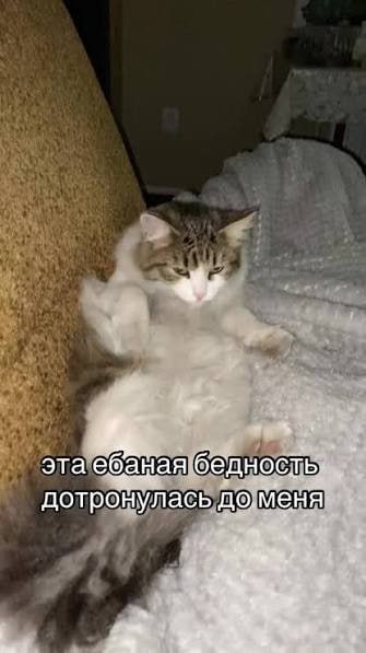 Фото поста канала  SosisochnayaGazeta