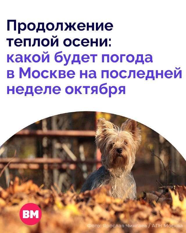 Фото поста канала  Вечерняя Москва