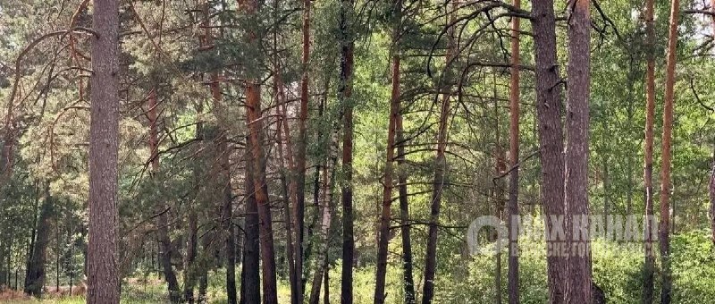 Фото поста канала Город Брянск