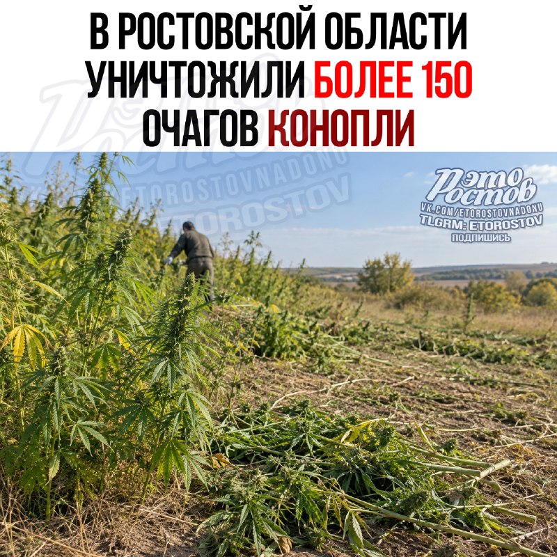 Фото поста канала  Это Ростов новости