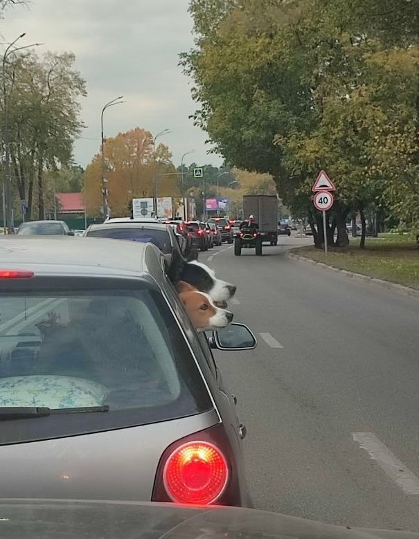 Фото поста канала ГородОК Жуковский Раменское