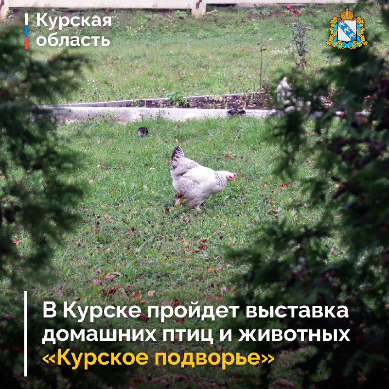 Фото поста канала  Курская область