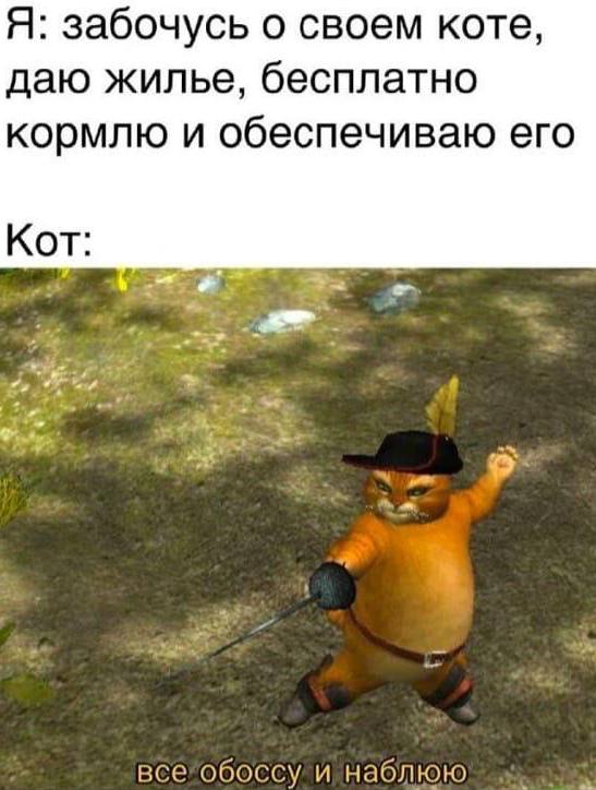 Фото поста канала мемы про котов