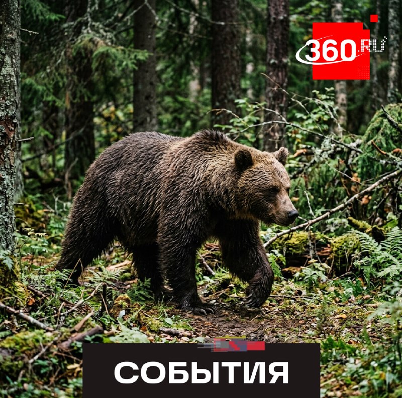 Фото поста канала  360.ru