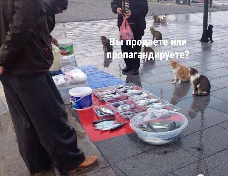 Фото поста канала  Ni Mash
