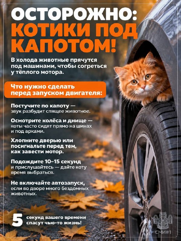 Фото поста канала  Новости Саратова и Области