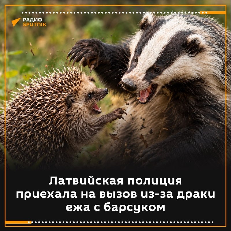 Фото поста канала  Коала Паэлья