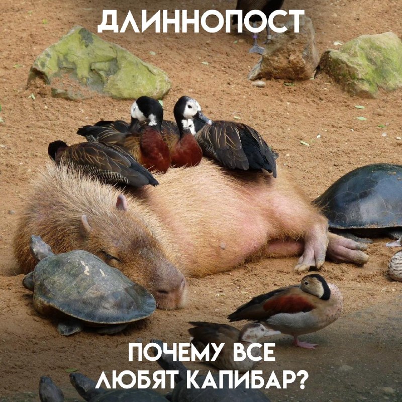 Фото поста канала Пикабу