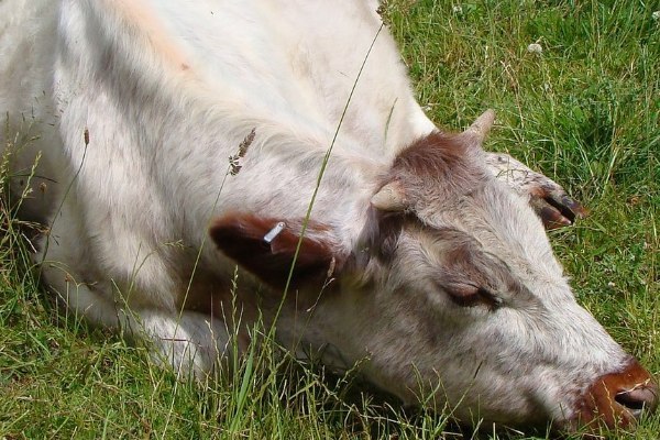 Фото поста канала  Куштау Байрам
