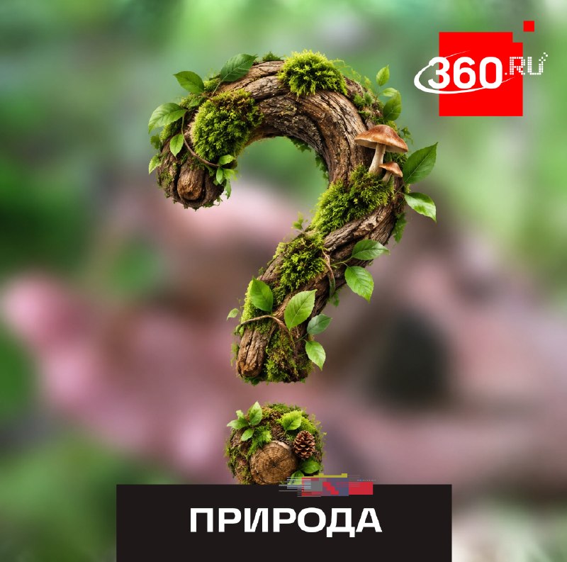 Фото поста канала  360.ru