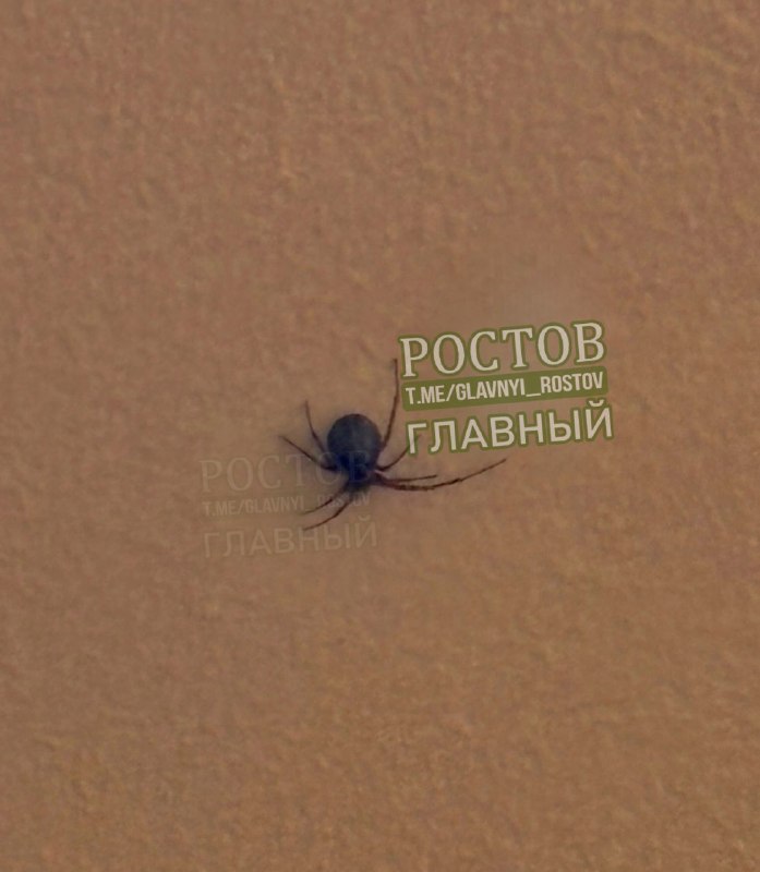 Фото поста канала  Ростов Главный новости