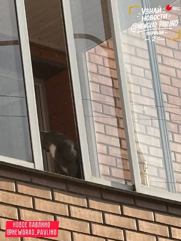 Фото поста канала  НОВОЕ ПАВЛИНО