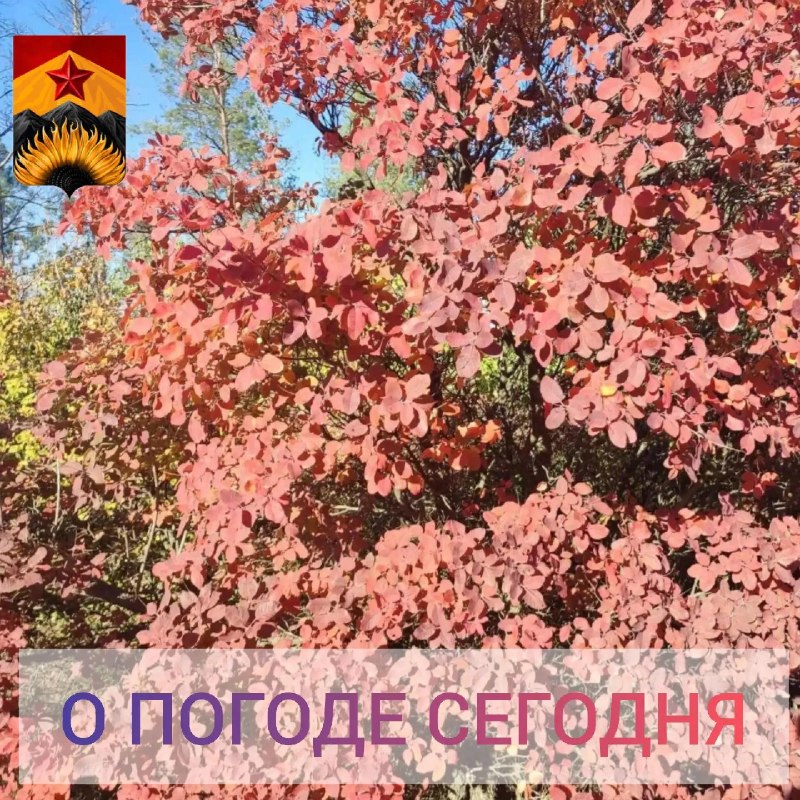 Фото поста канала Лента новостей ДНР | Z ТГ_ТЕСТ