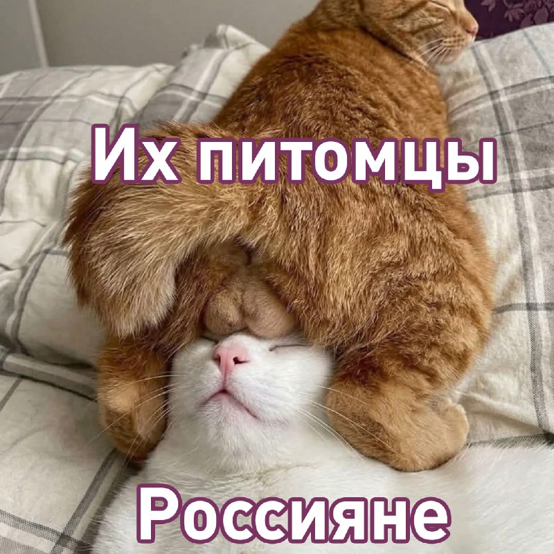 Фото поста канала  Лентач
