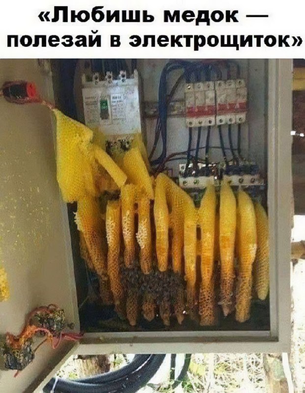 Фото поста канала Рандомач/Двач