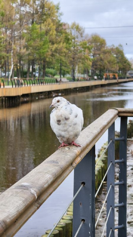 Фото поста канала  Эхо Севера