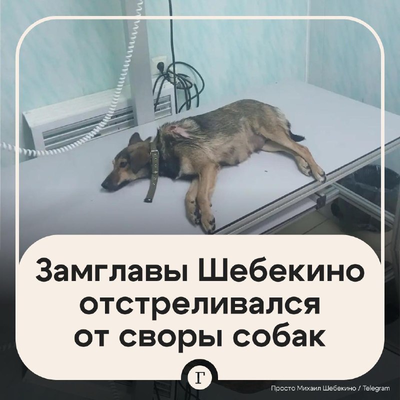 Фото поста канала  Газета.Ru