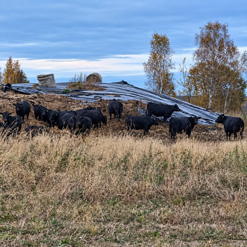 Фото поста канала  ES! - канал Евгения Серкина