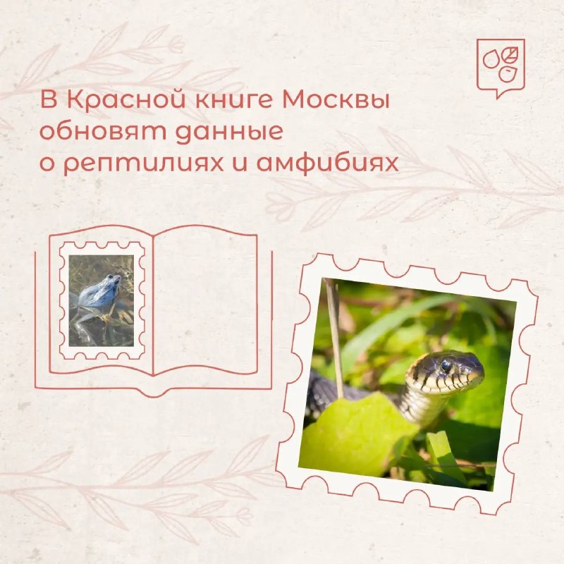Фото поста канала  Коала Паэлья