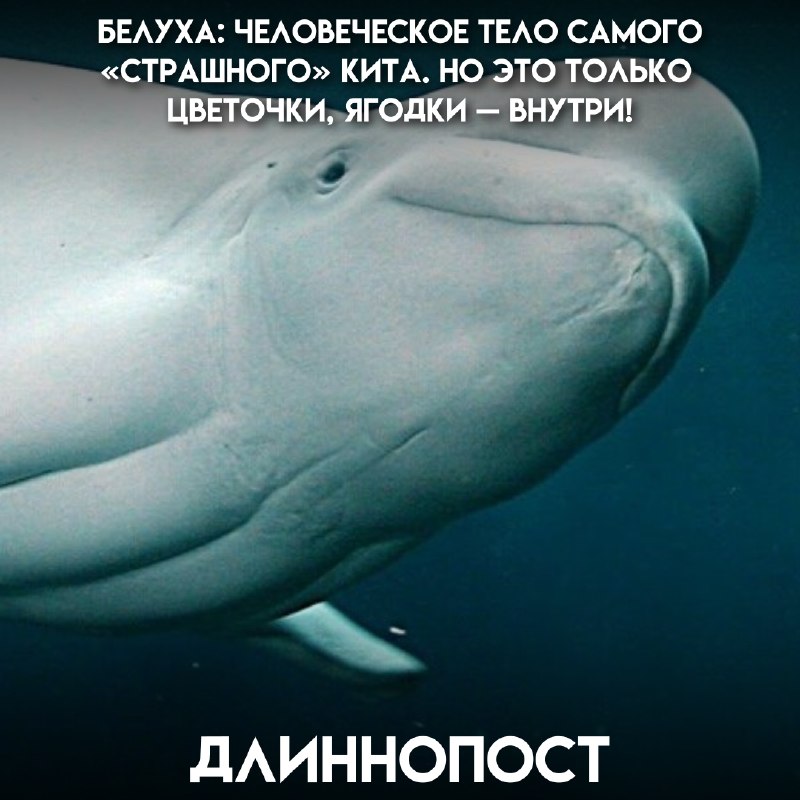 Фото поста канала Пикабу