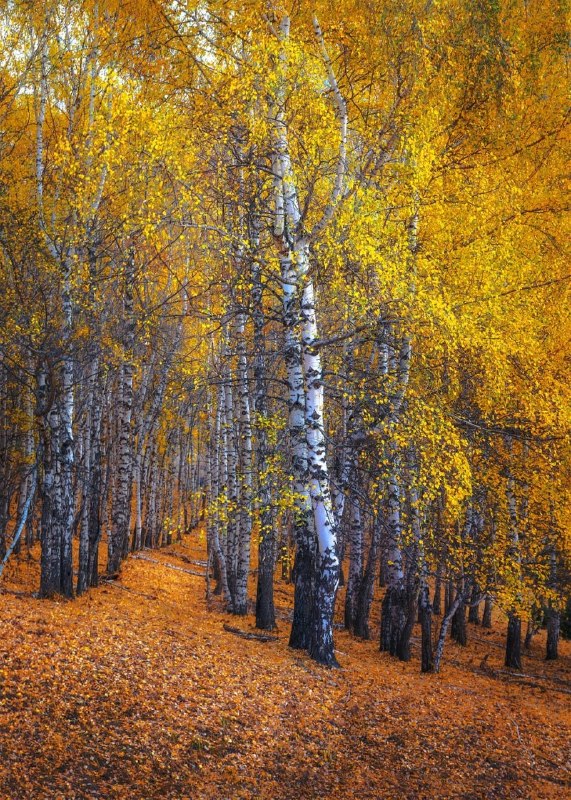 Фото поста канала  Донецкая Губерния 🔹