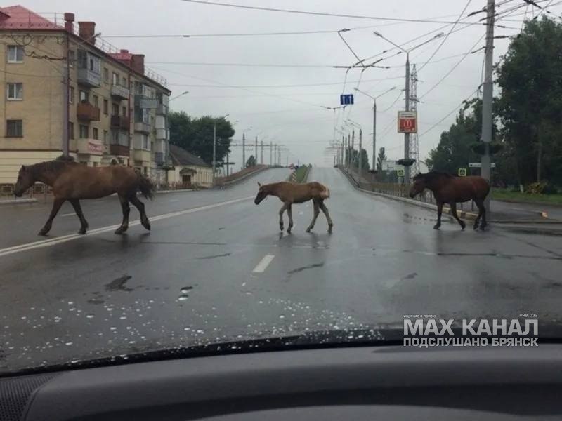 Фото поста канала  ПОДСЛУШАНО БРЯНСК