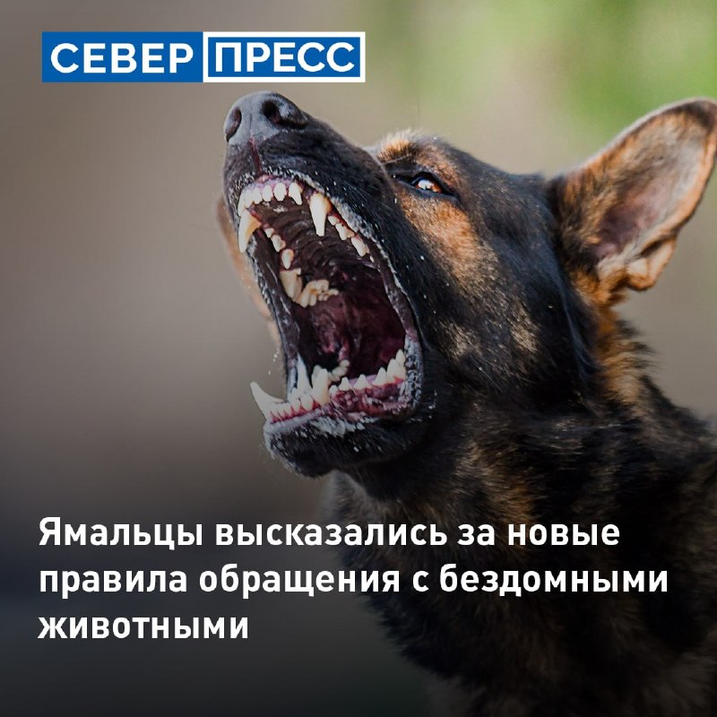 Фото поста канала  Мониторинг 89 Ямало-Ненецкий АО