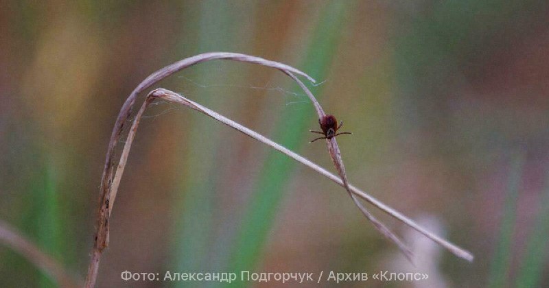 Фото поста канала  Клопс
