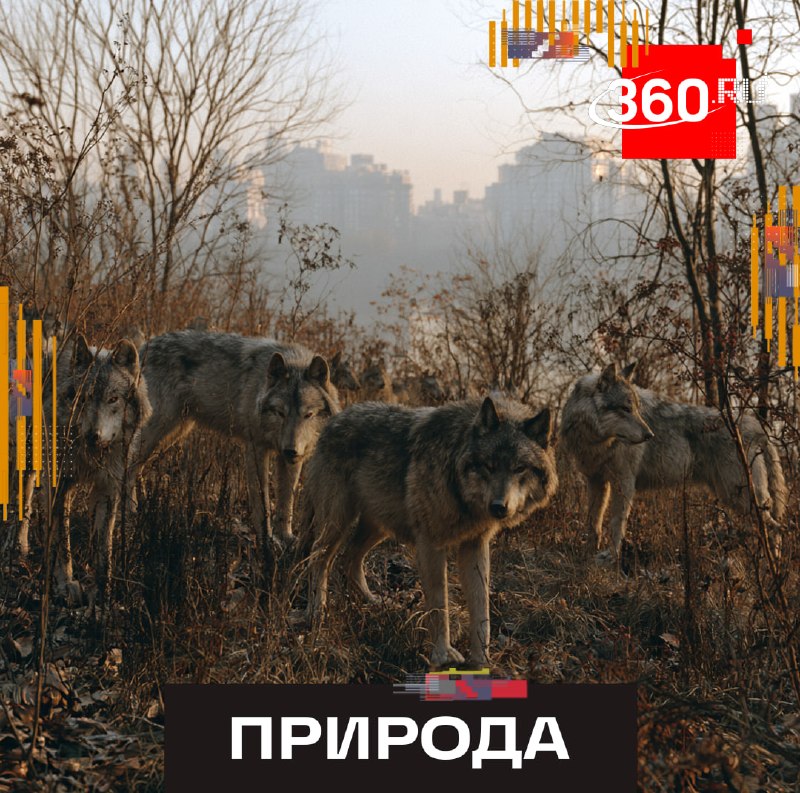 Фото поста канала  360.ru
